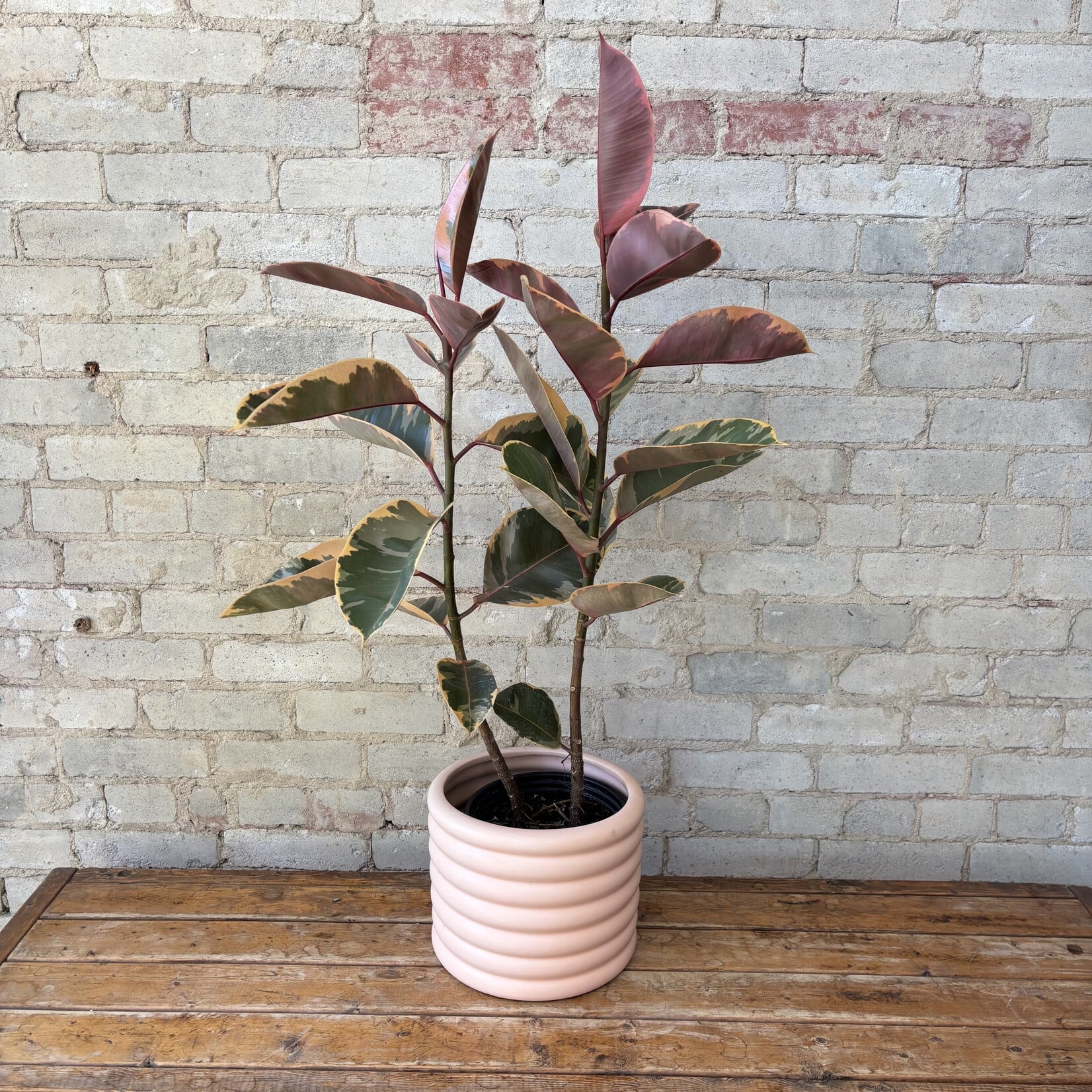 Ficus Elastica Ruby 8"