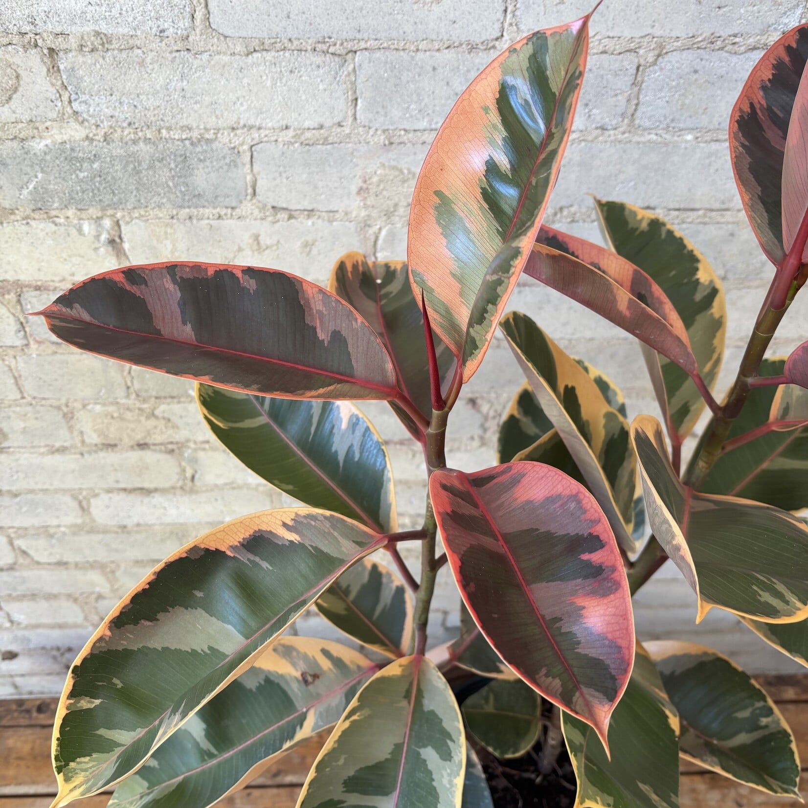Ficus Elastica Ruby 8"
