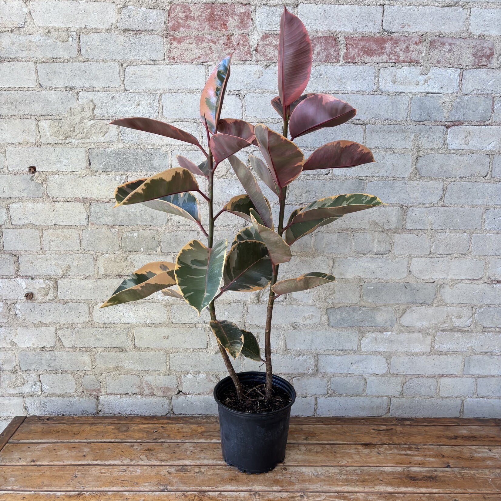 Ficus Elastica Ruby 8"