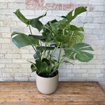 Monstera Deliciosa 10"
