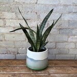 Sansevieria Zeylanica 6"