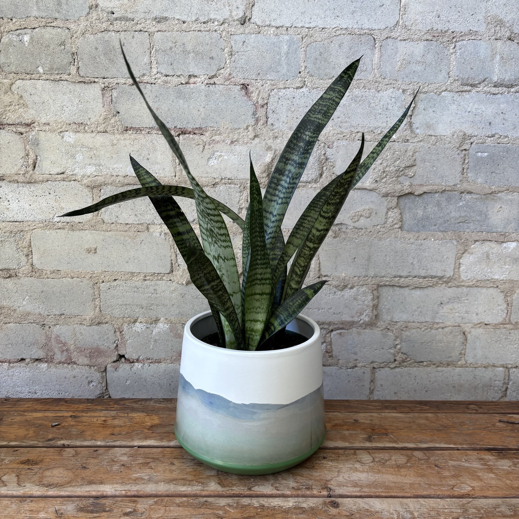 Sansevieria Zeylanica 6"