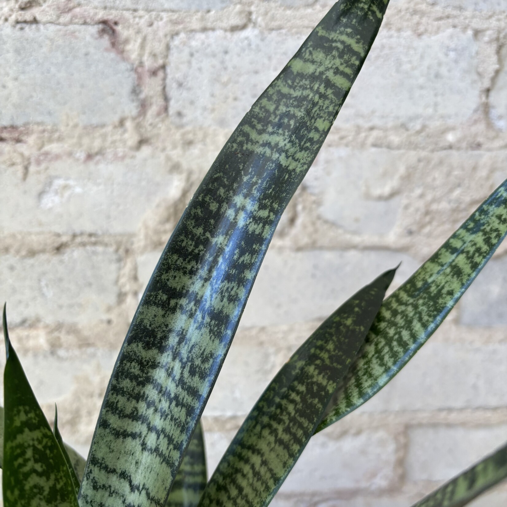 Sansevieria Zeylanica 6"