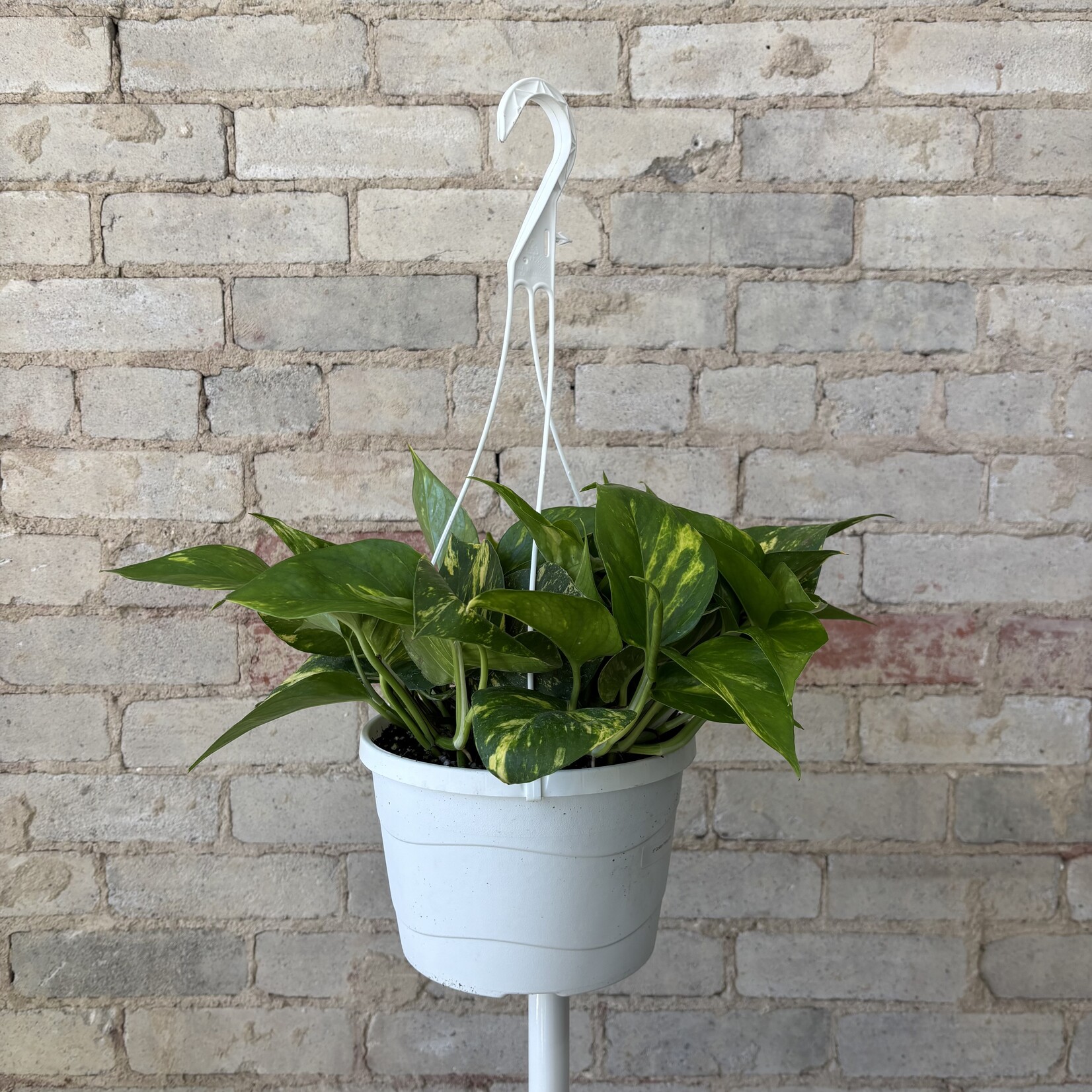 Golden Pothos 8" HB