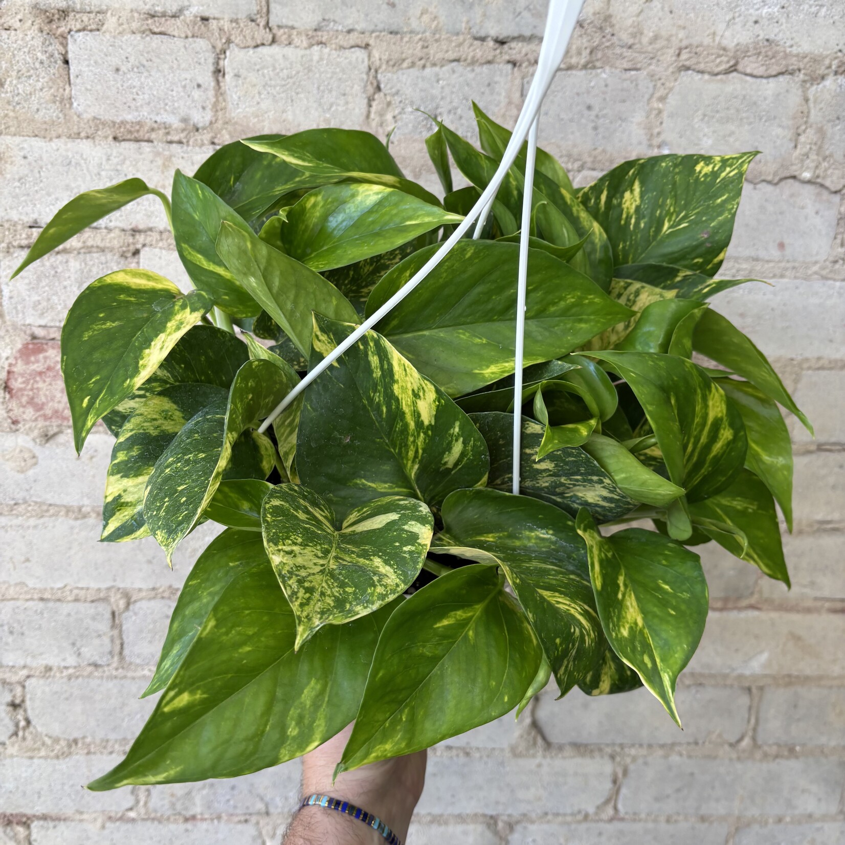 Golden Pothos 8" HB