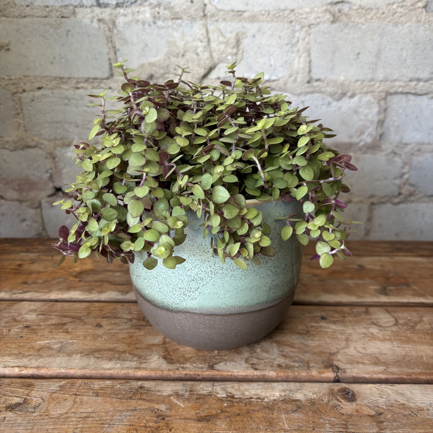 Callisia Repens 'Golden Nugget' 5"