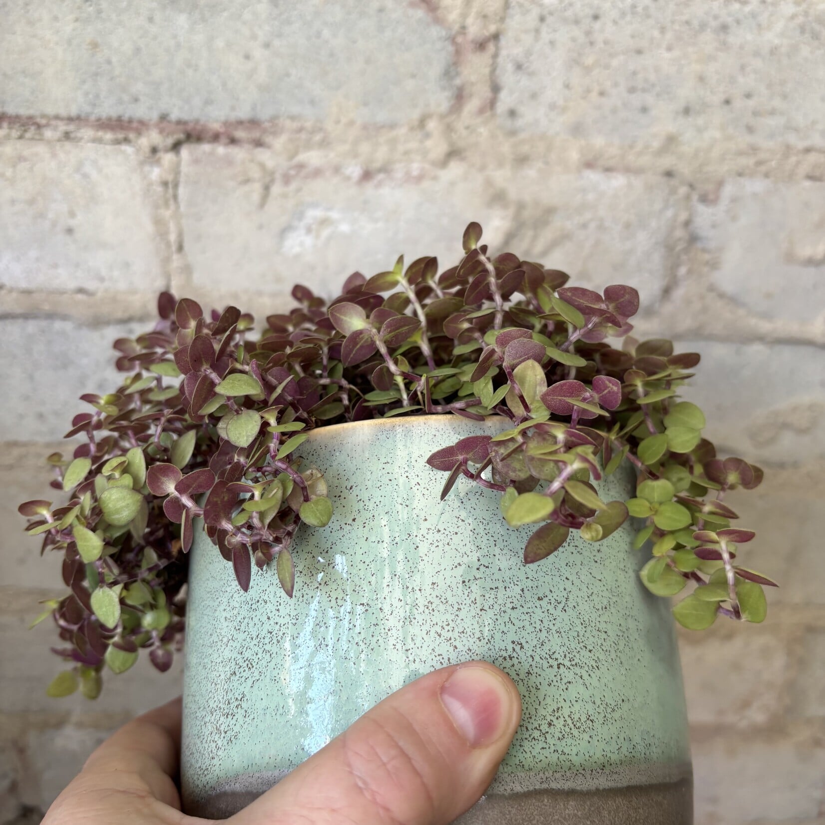 Callisia Repens 'Golden Nugget' 5"