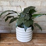 Peace Lily 'Sweet Pablo' 6"