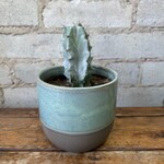 Grey Ghost Pipe Organ Cactus 4"