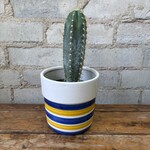 4" Blue Torch Cactus