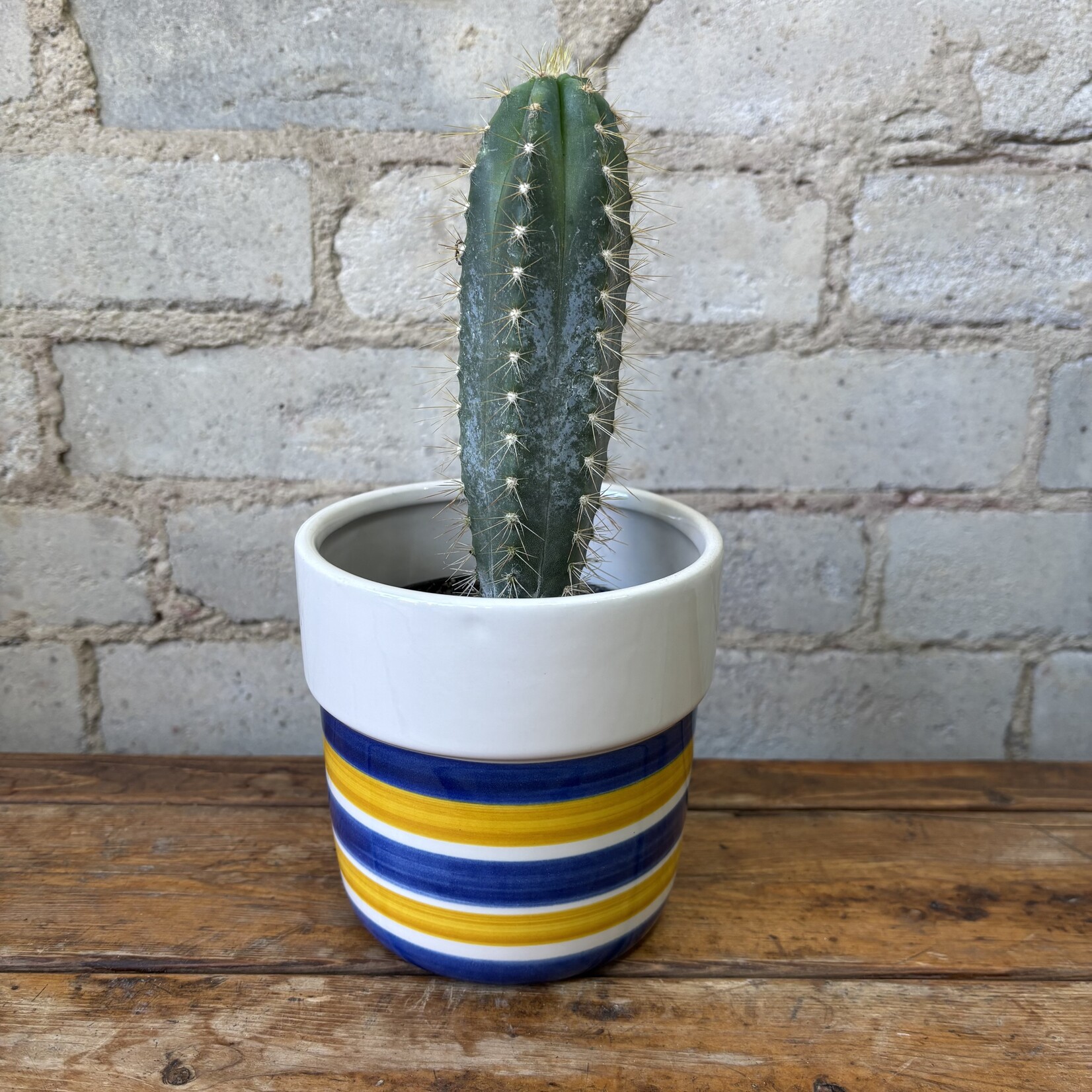 4" Blue Torch Cactus