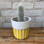 4" Old Man of the Andes Cactus