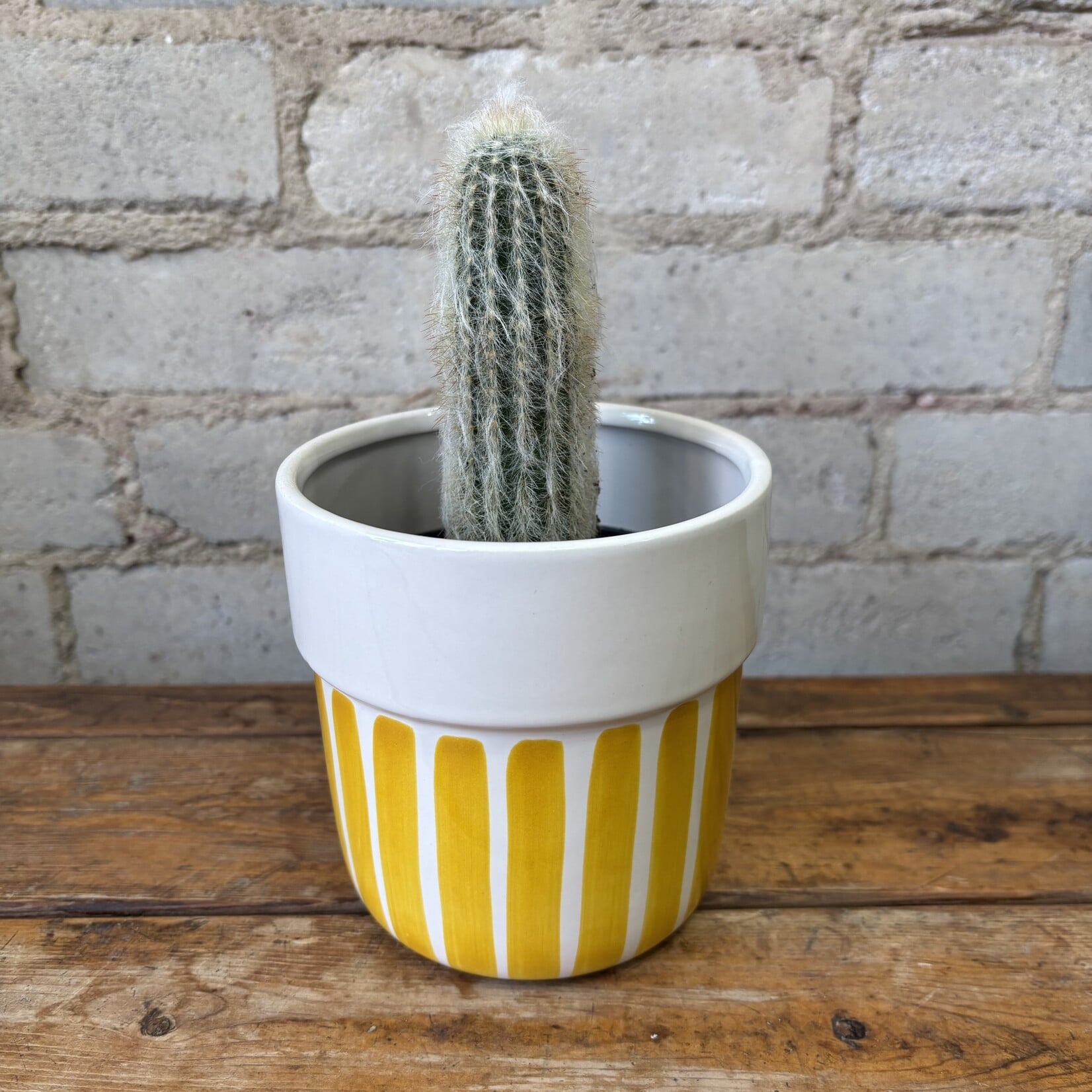 4" Old Man of the Andes Cactus