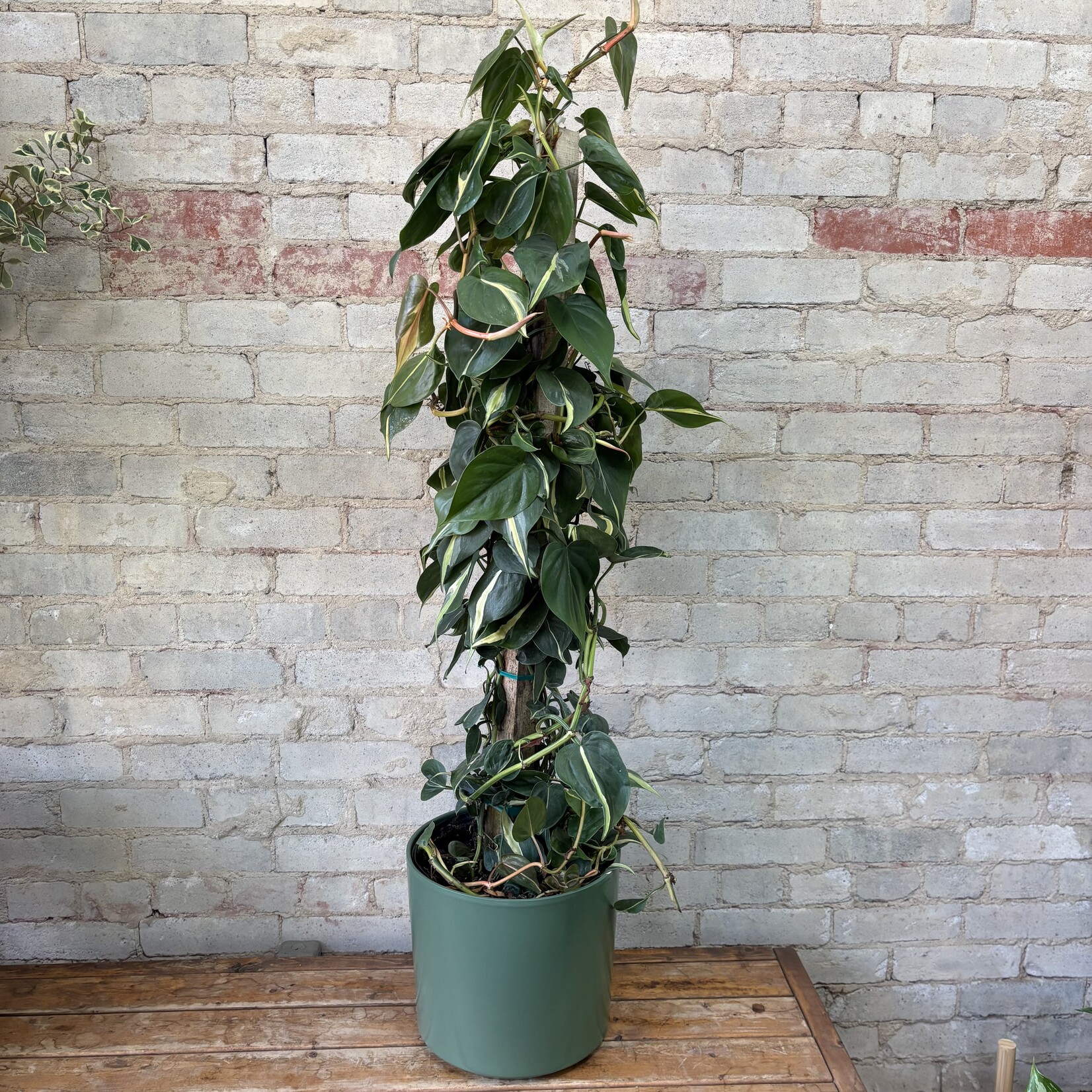 10" Philodendron Silver Stripe Totem