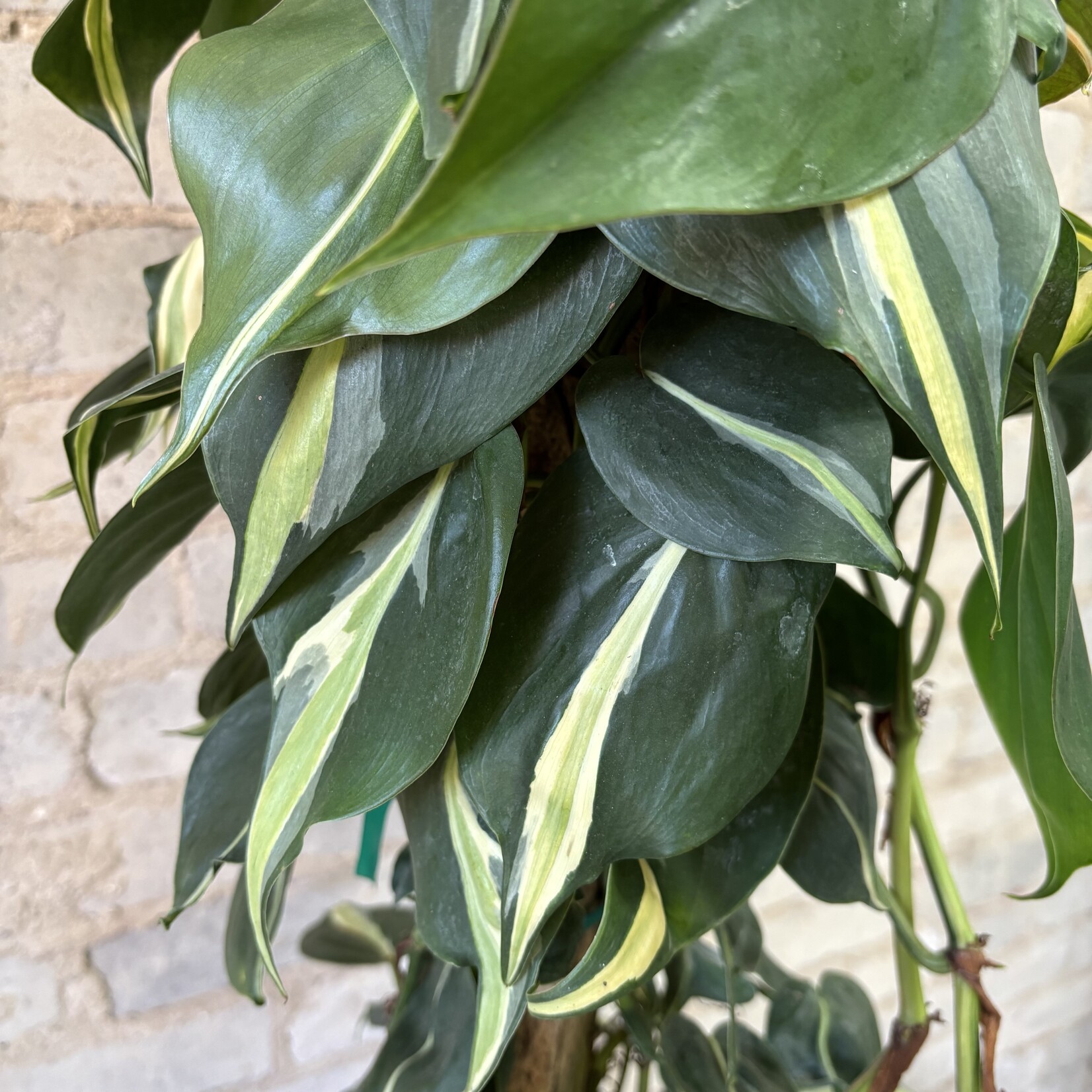 10" Philodendron Silver Stripe Totem