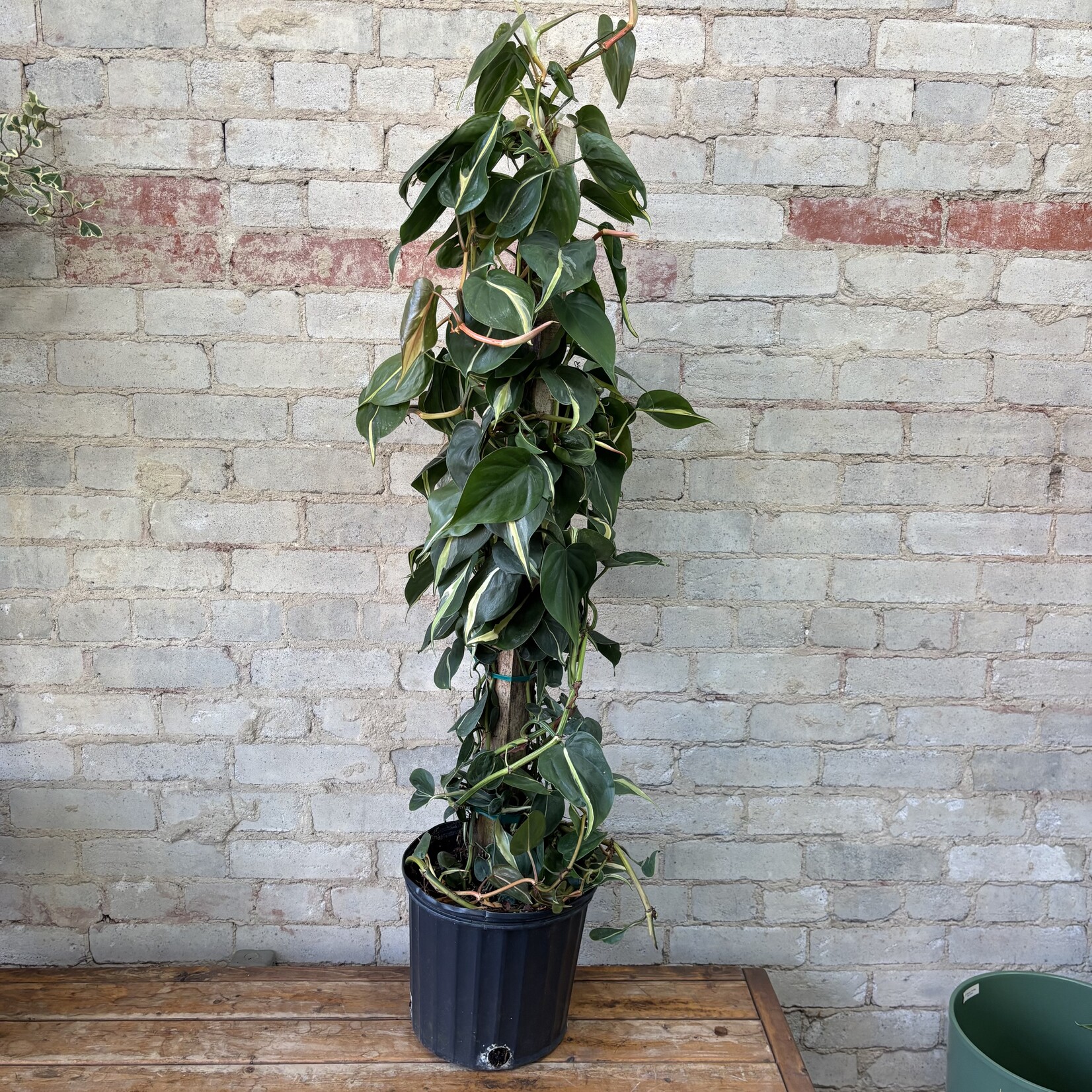 10" Philodendron Silver Stripe Totem