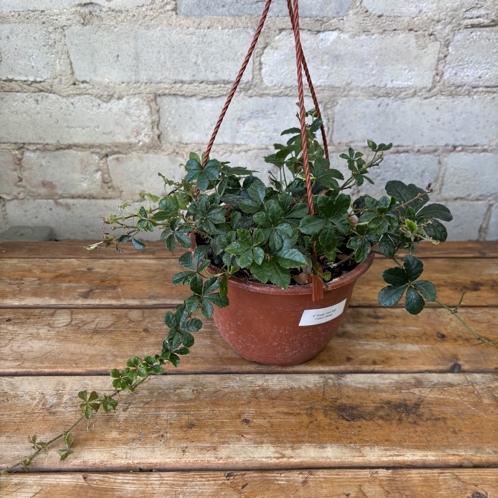 6" Sugar Vine HB