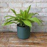 Dracaena Limelight 6"