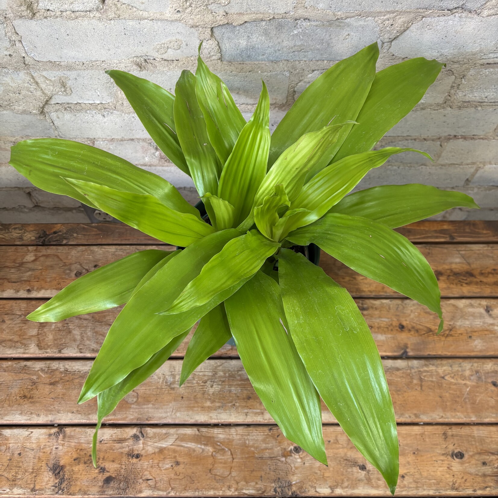 Dracaena Limelight 6"