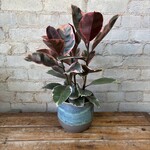 Ficus Elastica Ruby 6"