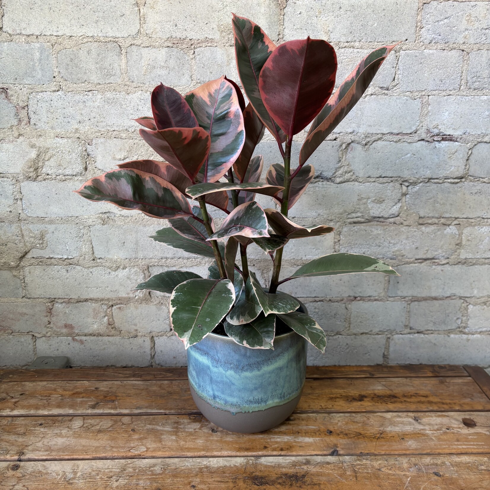 Ficus Elastica Ruby 6"