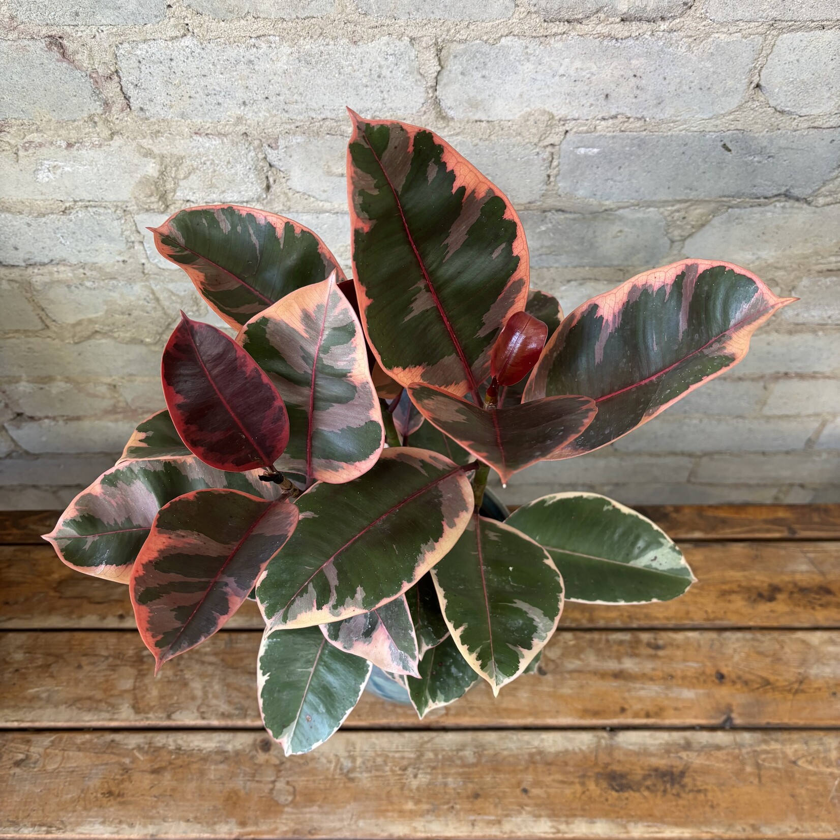 Ficus Elastica Ruby 6"