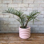 Philodendron Tortum 6"