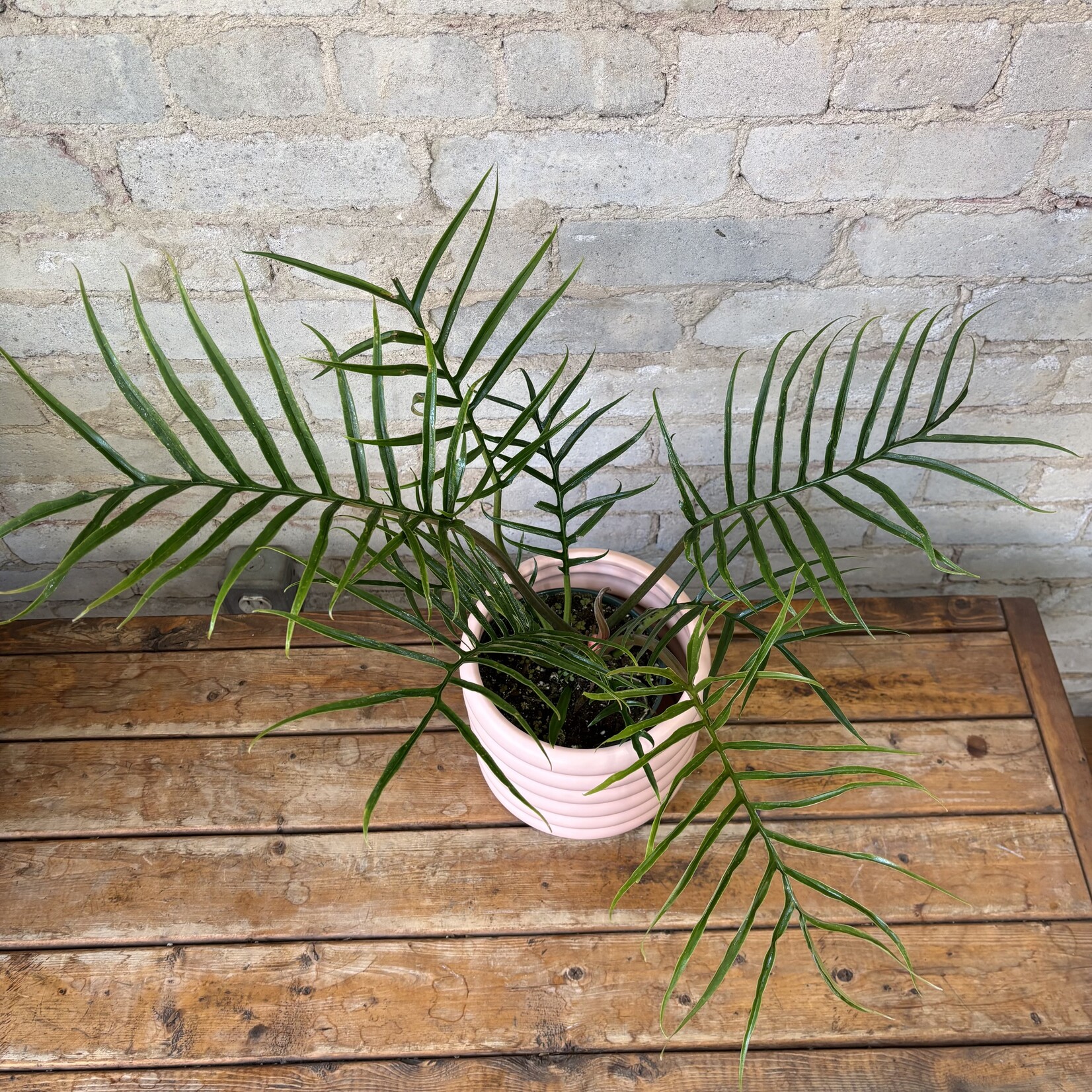 Philodendron Tortum 6"