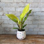 Philodendron Moonlight 4"