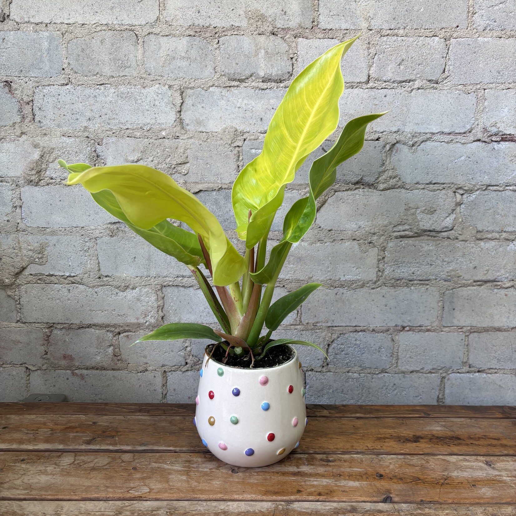 Philodendron Moonlight 4"