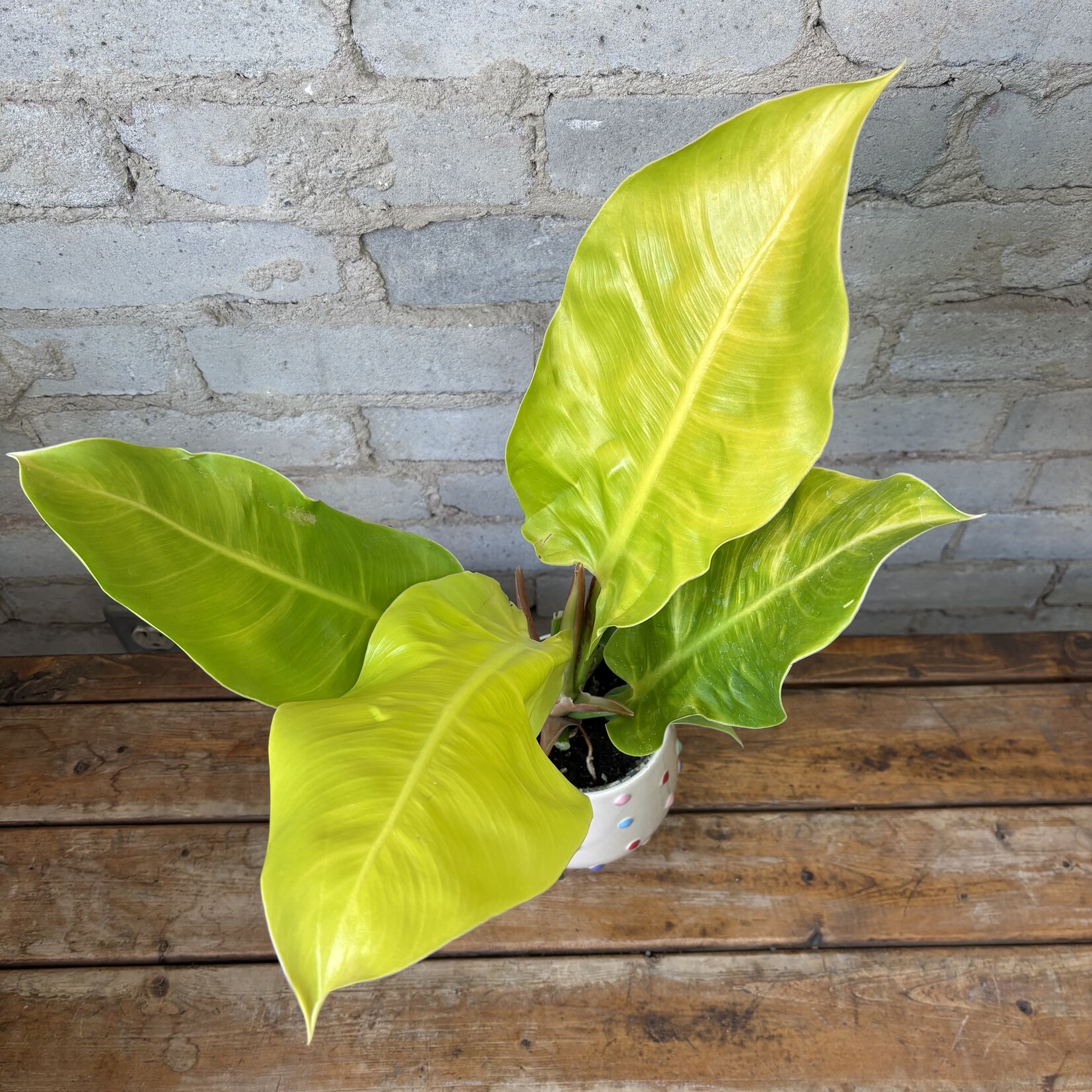 Philodendron Moonlight 4"