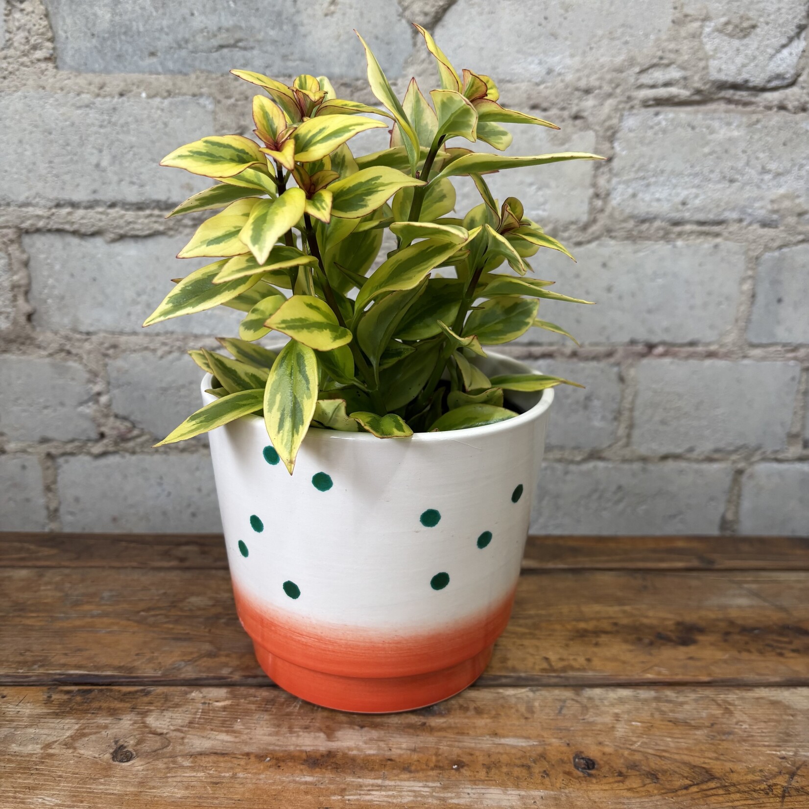 Daejo Dot Pot (Fits 5") Orange