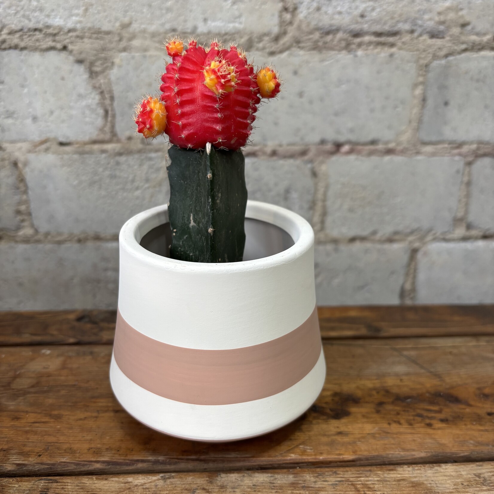 Grafted Moon Cactus 2.5" Orange