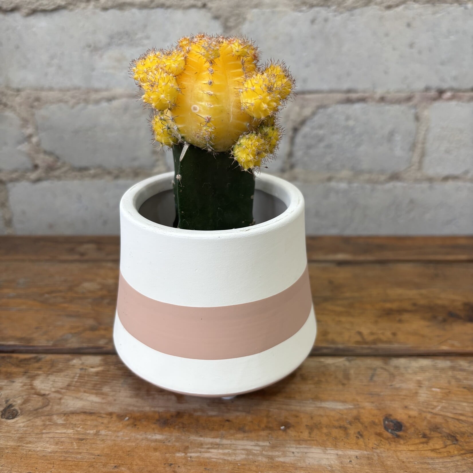 Grafted Moon Cactus 2.5" Yellow