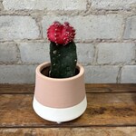 Grafted Moon Cactus 2.5" Red