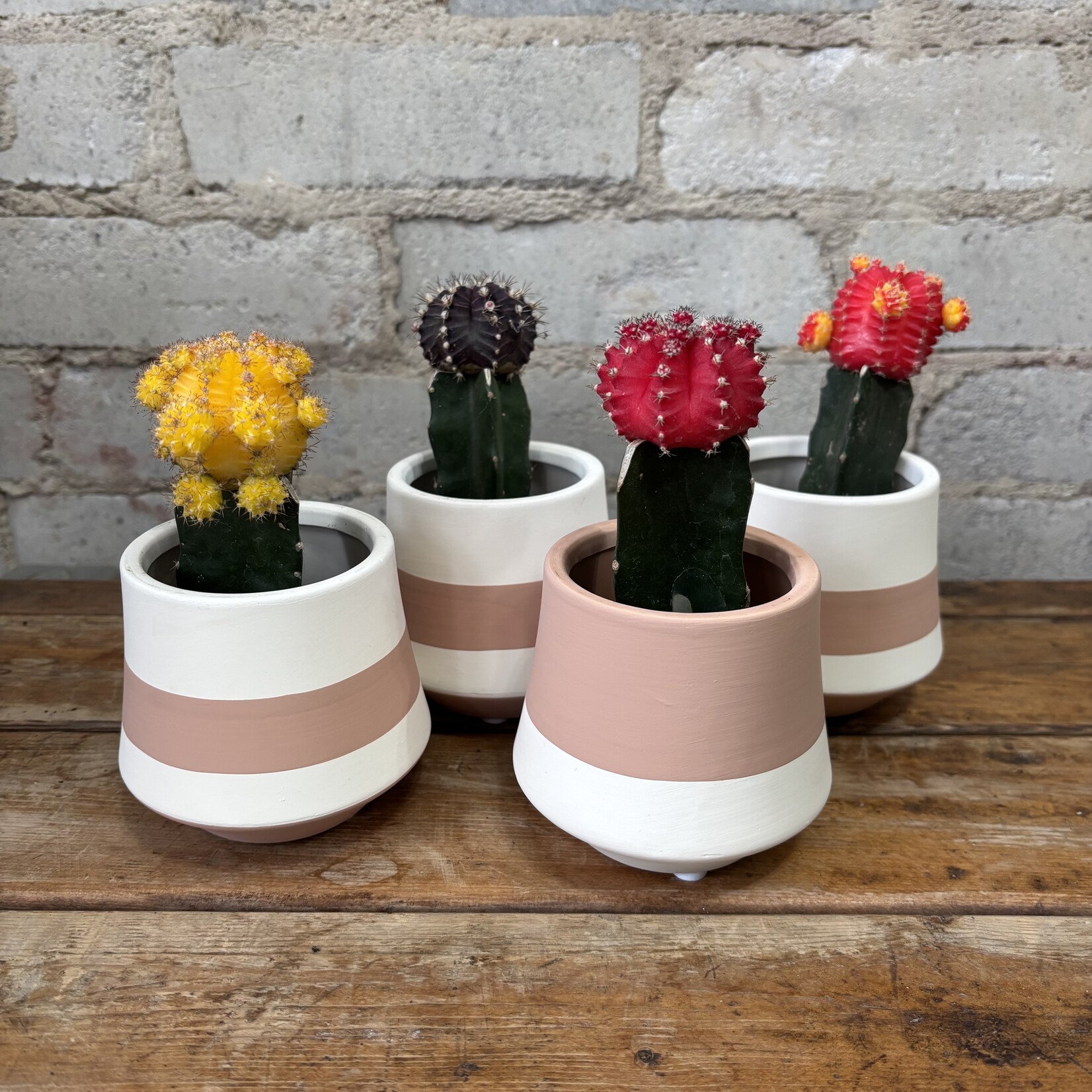 Grafted Moon Cactus 2.5" Red
