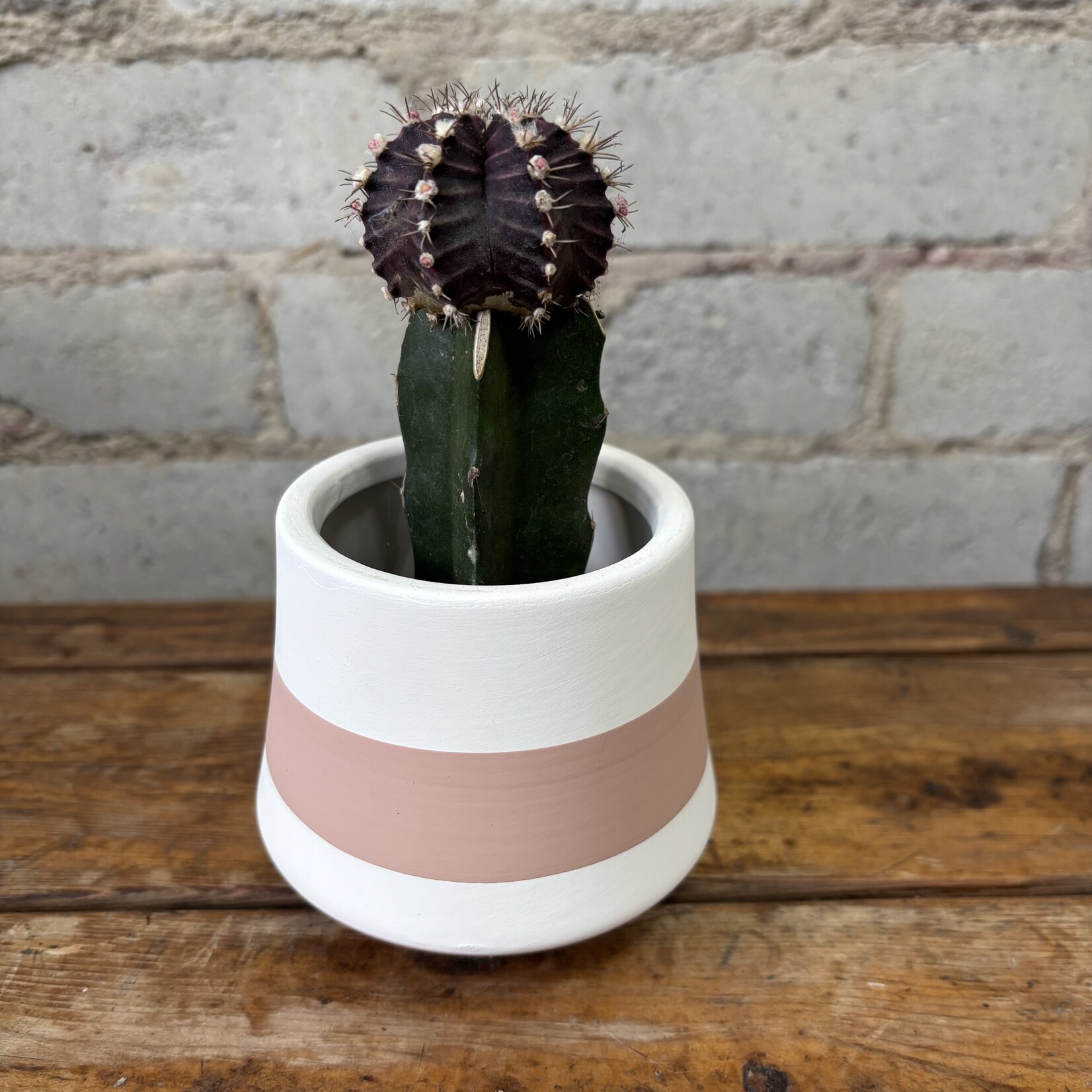 Grafted Moon Cactus 2.5" Purple