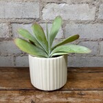 Kalanchoe Thyrsiflora 'Flapjack Plant' 2.5"