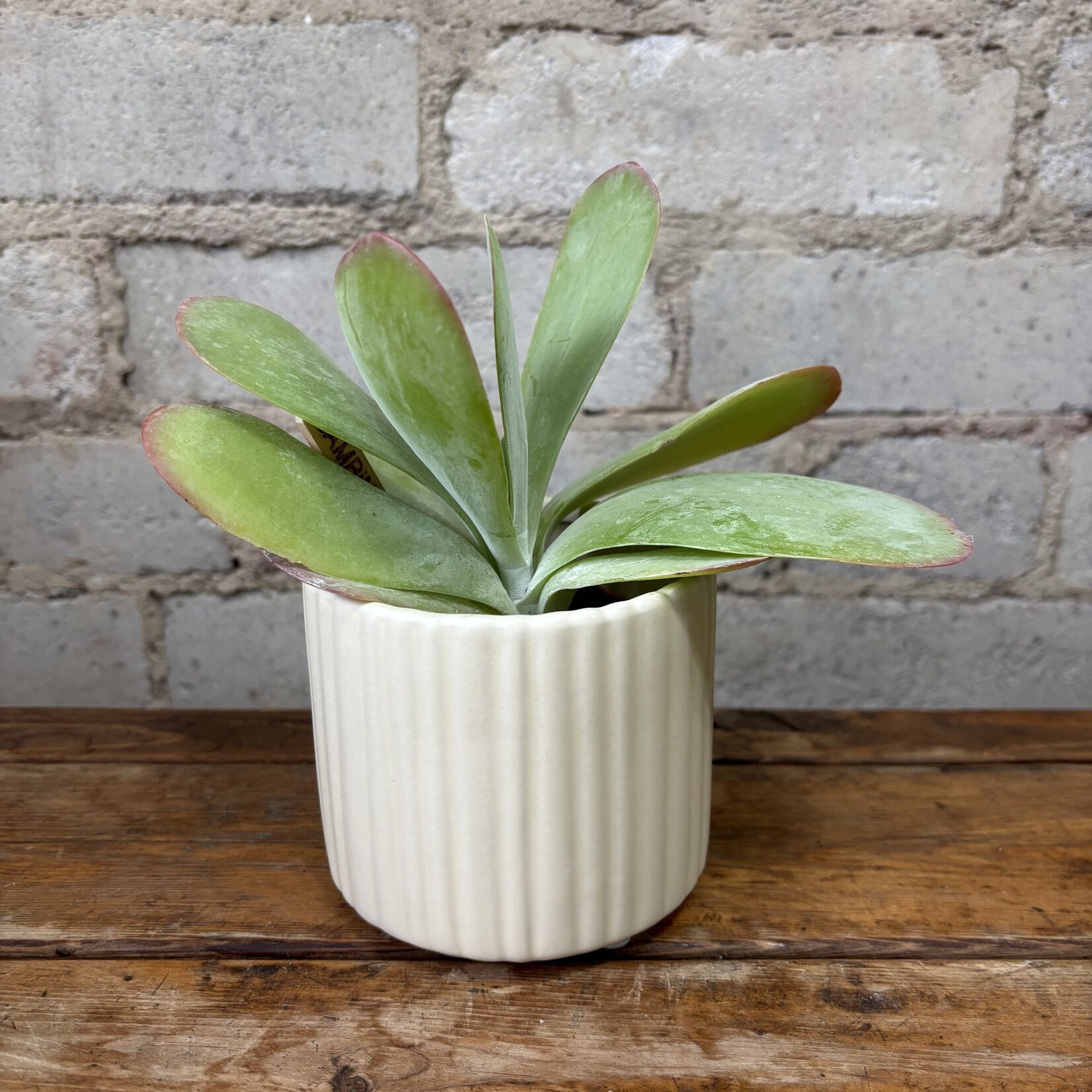 Kalanchoe Thyrsiflora 'Flapjack Plant' 2.5"