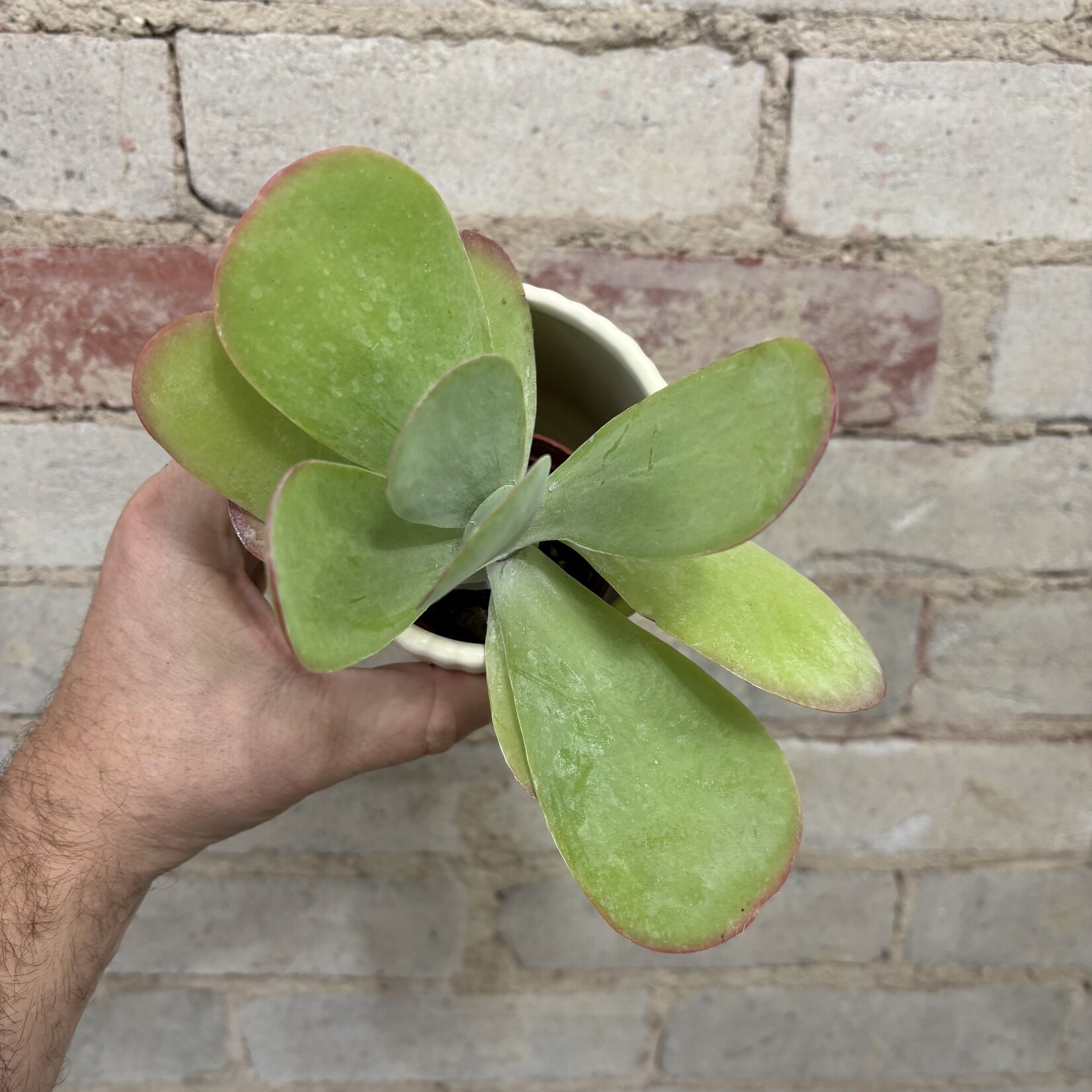 Kalanchoe Thyrsiflora 'Flapjack Plant' 2.5"