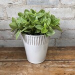 Peperomia Pixie Lime 5"