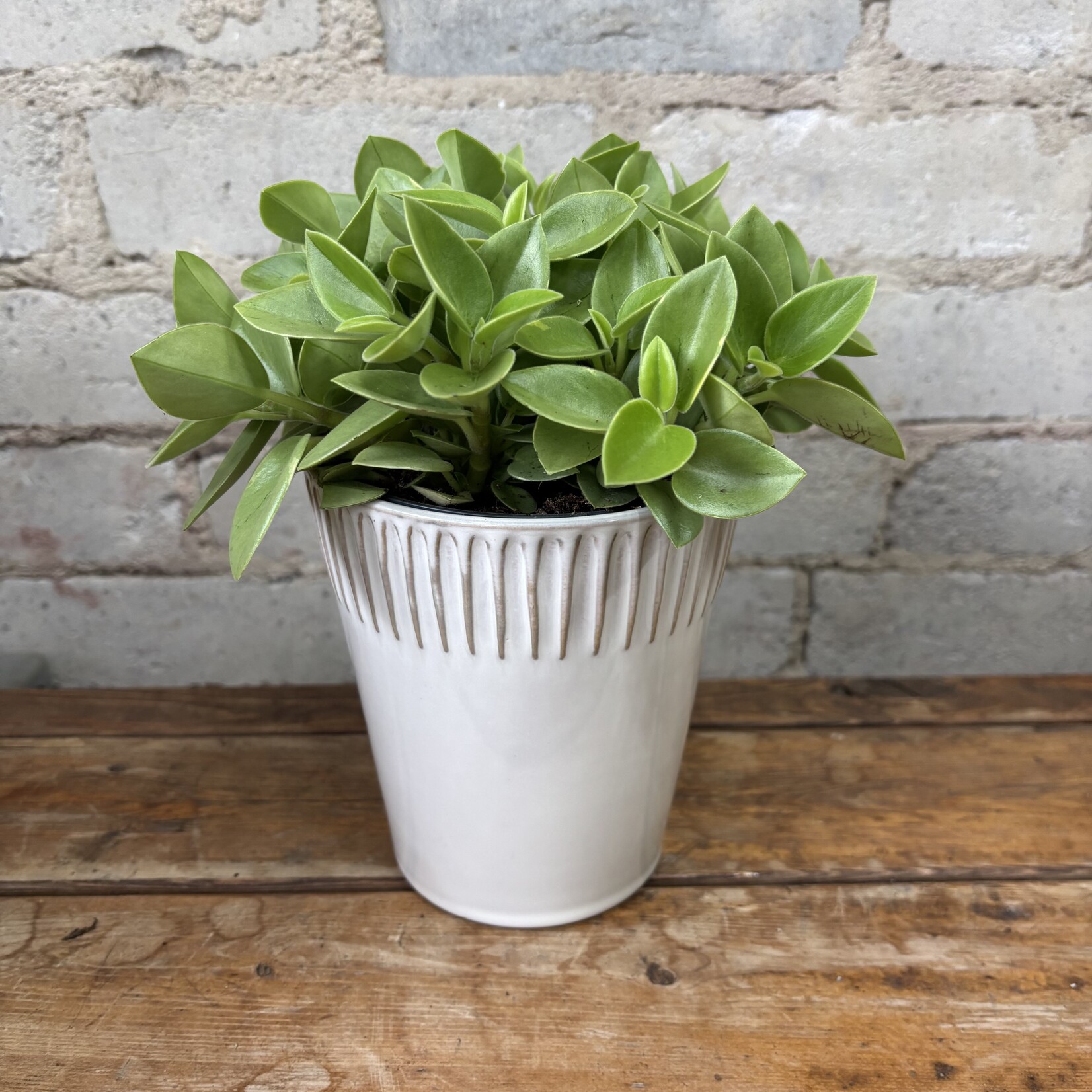Peperomia Pixie Lime 5"
