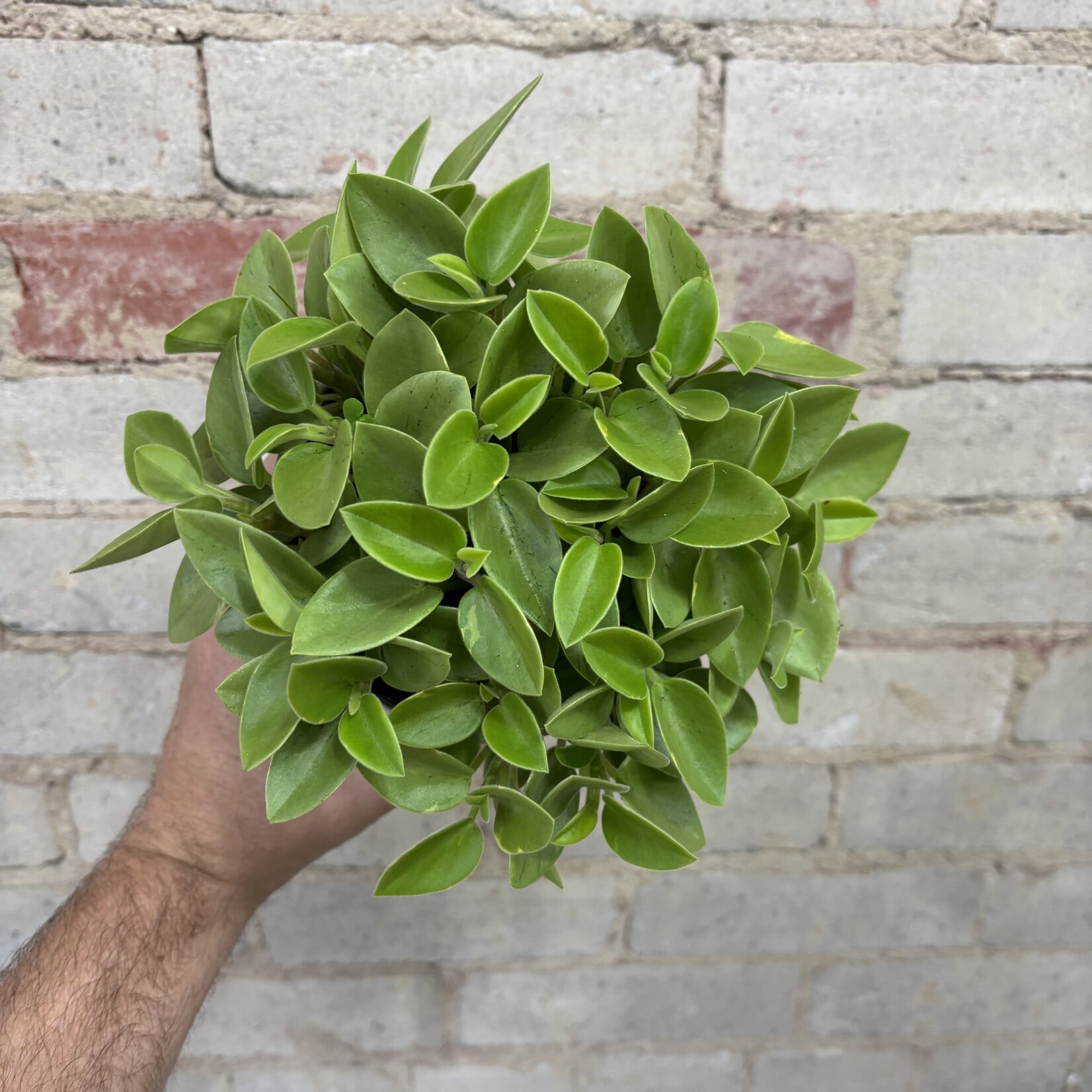 Peperomia Pixie Lime 5"