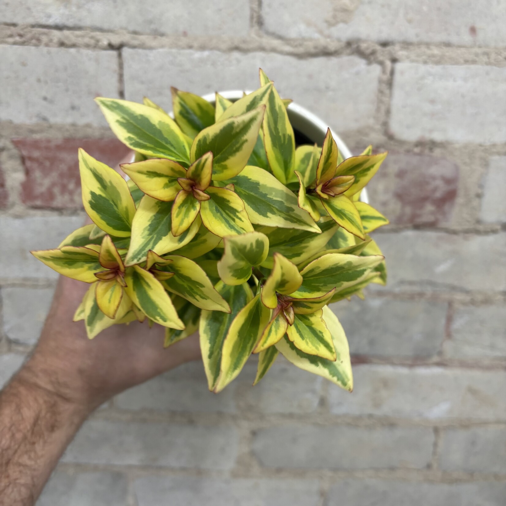 Goldfish Plant 5" Aurora