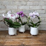 Phalaenopsis Orchid Hoop 3.5"