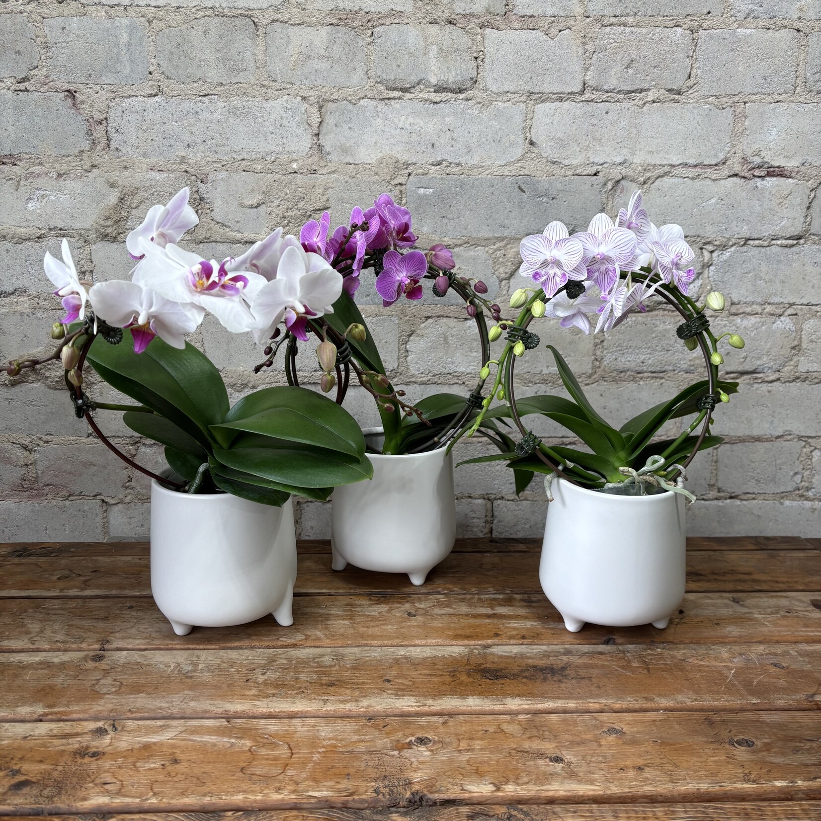 Phalaenopsis Orchid Hoop 3.5"