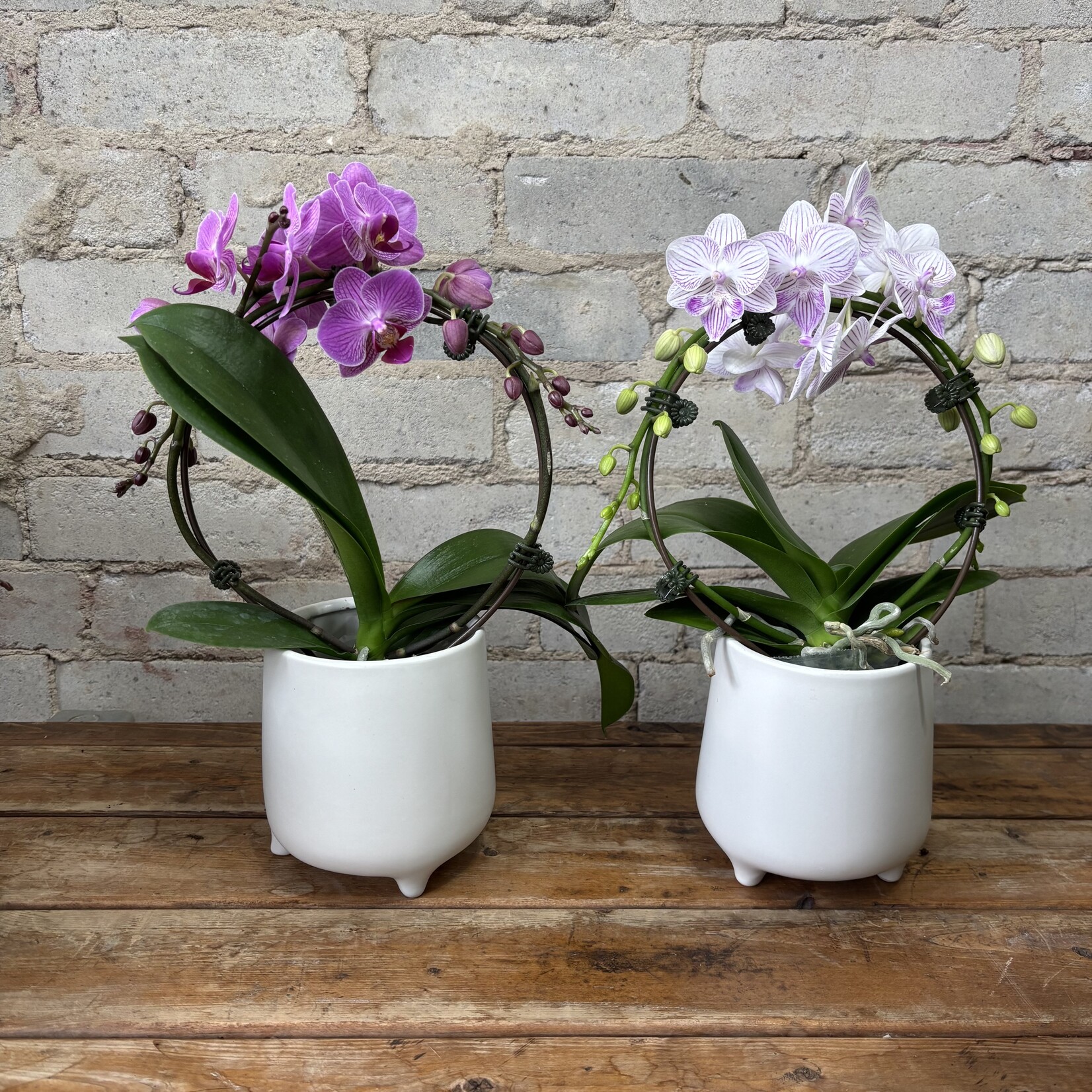 Phalaenopsis Orchid Hoop 3.5"