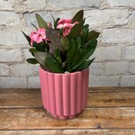 Euphorbia Millii 'Crown of Thorns' Pink 4