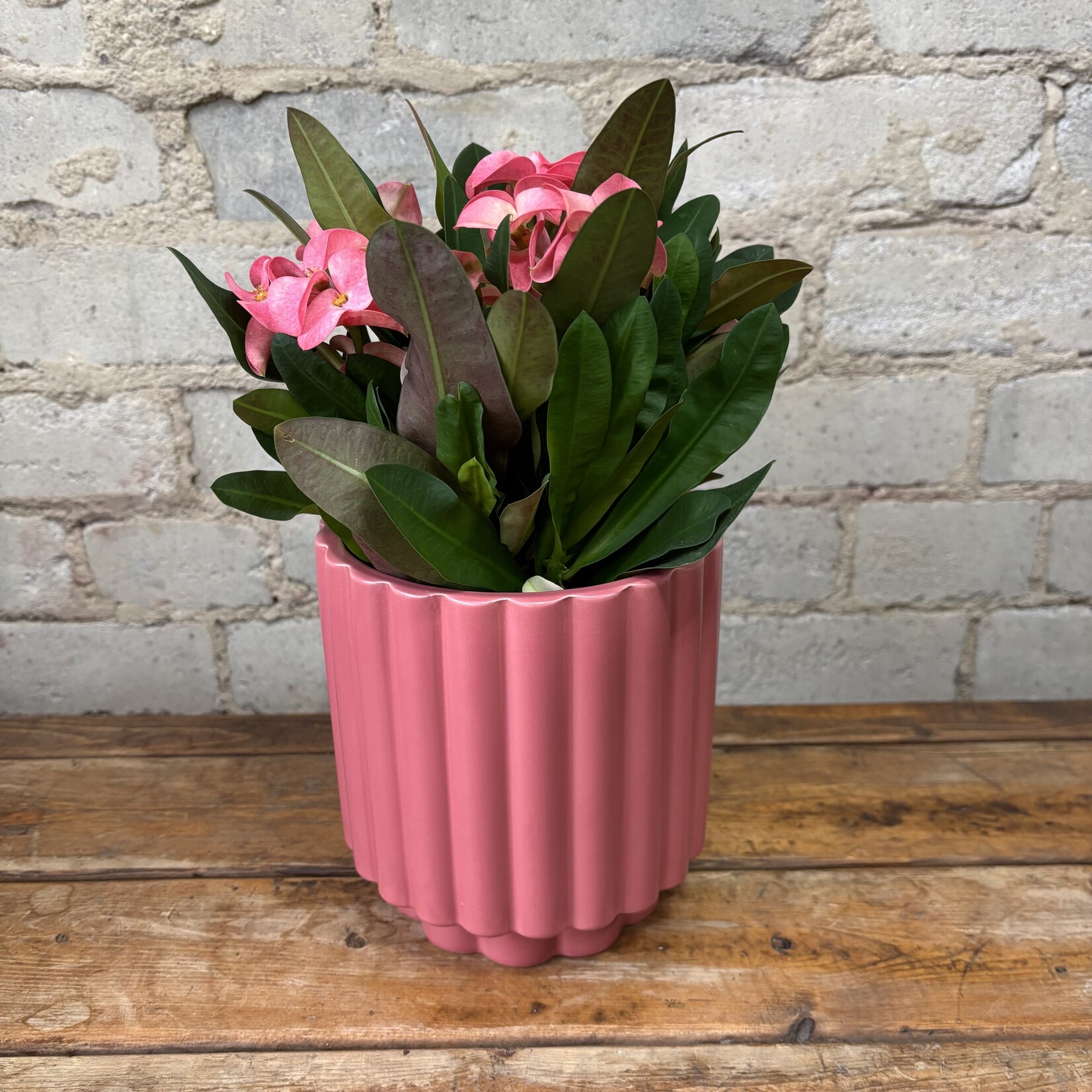 Euphorbia Millii 'Crown of Thorns' Pink 4