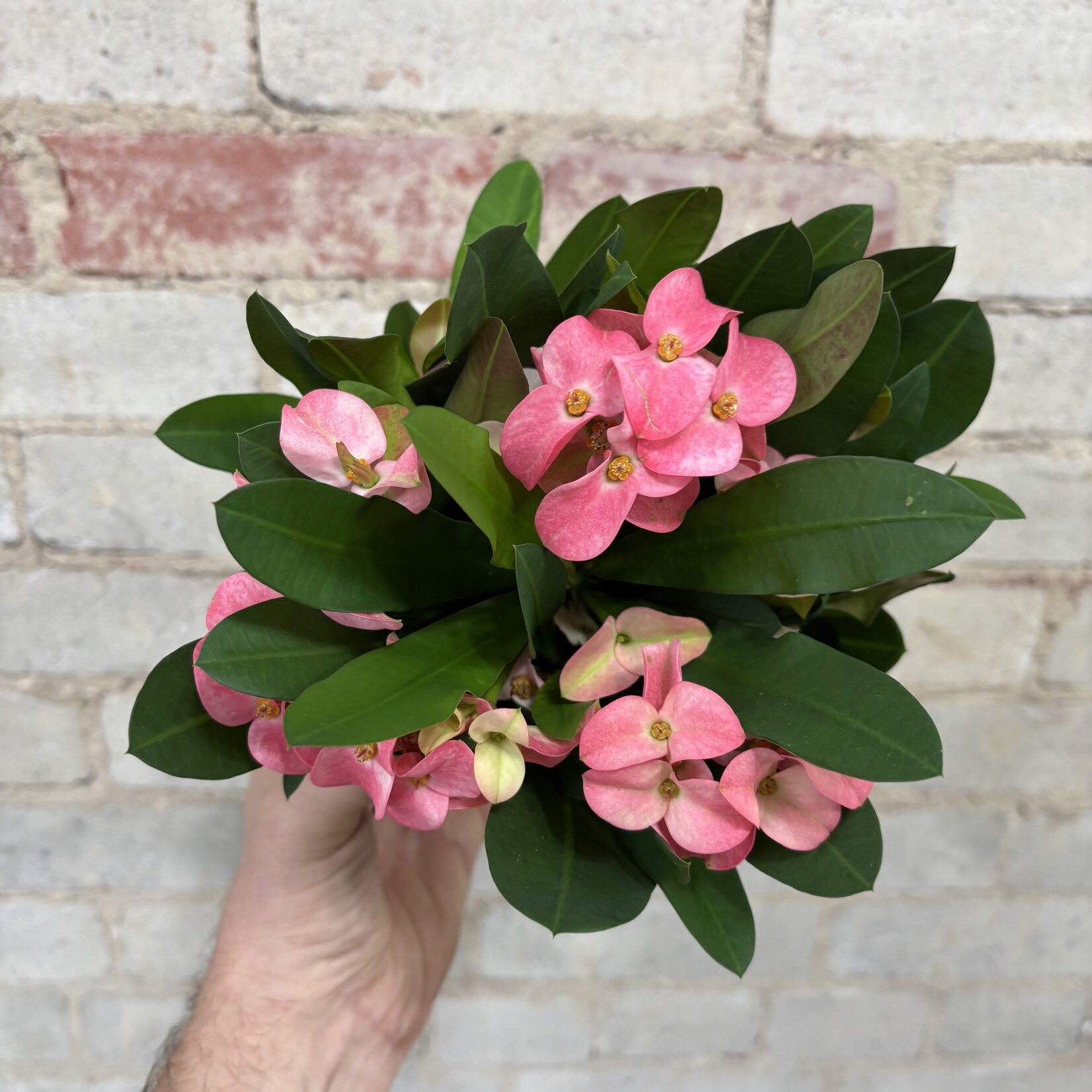 Euphorbia Millii 'Crown of Thorns' Pink 4